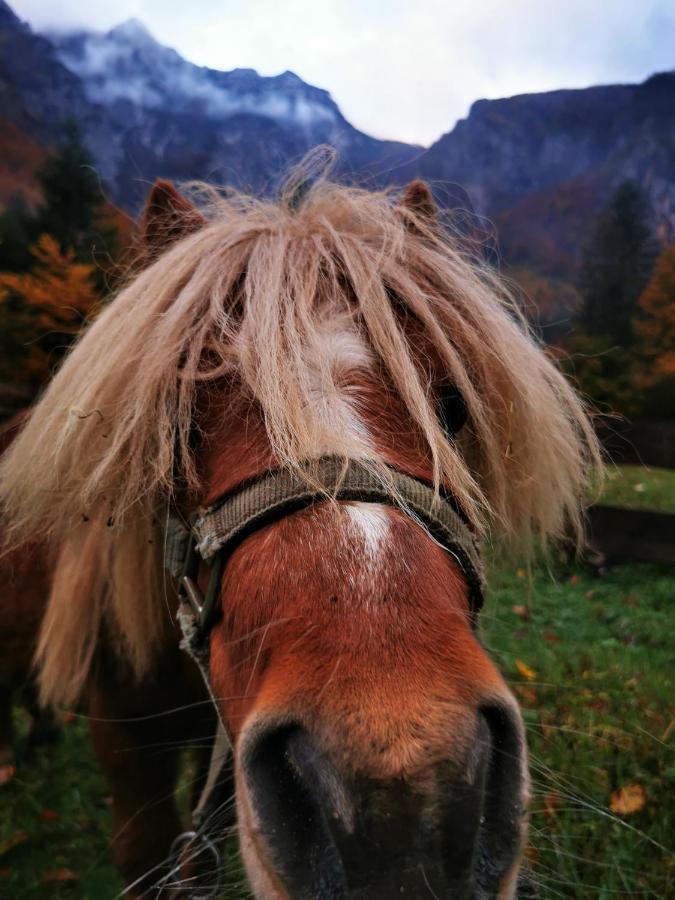 Вилла Skalca Камнишка-Бистрица Экстерьер фото